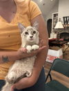 adoptable Cat in , SC named Kimchee