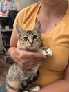 adoptable Cat in , SC named Sonar