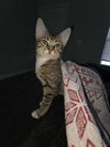 Sonar - Photo 4