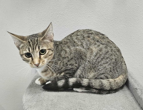 SONAR - Domestic Short Hair available for adoption