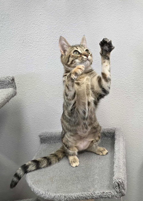 SONAR - Domestic Short Hair available for adoption