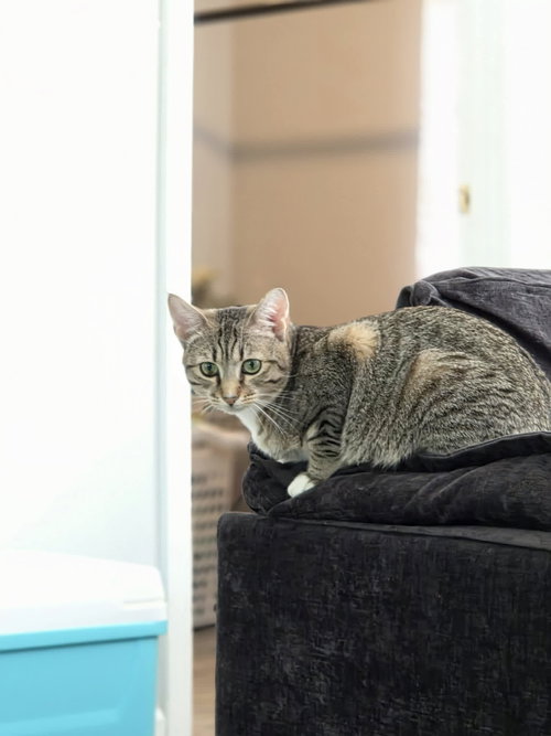 Sonar, Domestic Short Hair, cat for adoption in Rock Hill, South Carolina