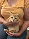 adoptable Cat in , SC named Butterchunk (available for pre-adoption)