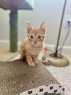 adoptable Cat in Elgin, SC named Butterchunk (available for pre-adoption)