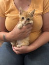 adoptable Cat in , SC named Smidgen (available for pre-adoption)