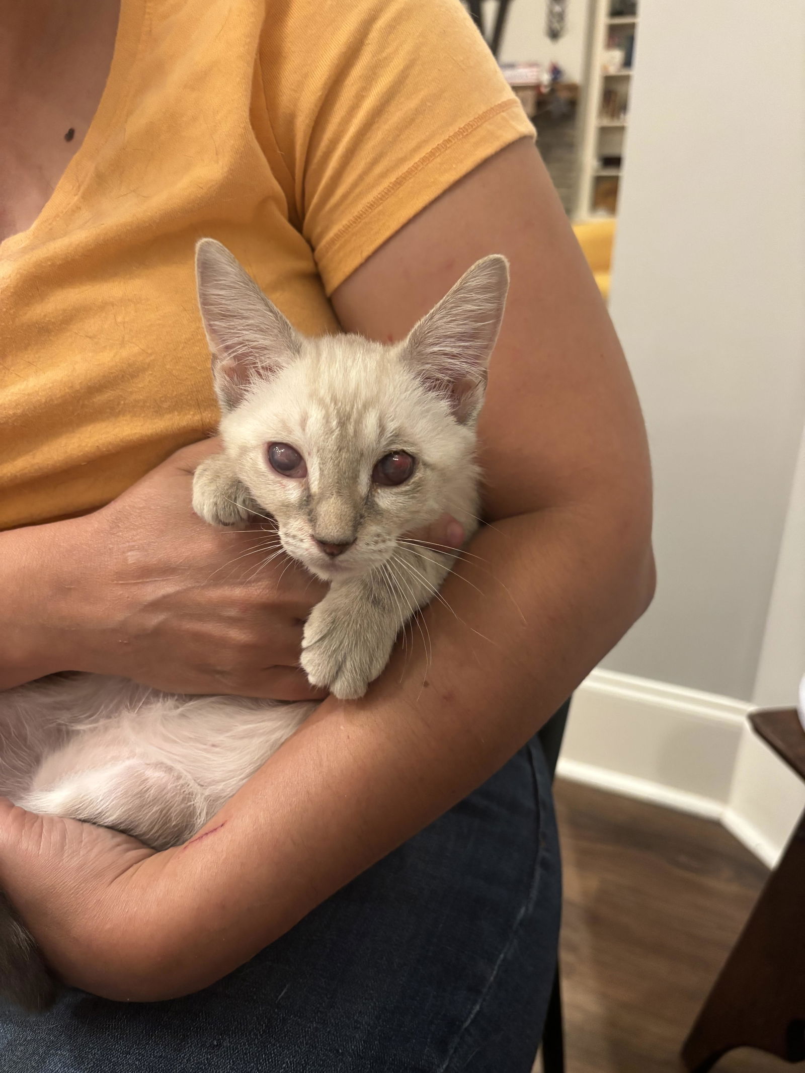 adoptable Cat in Elgin, SC named Duck (available for pre-adoption)