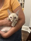adoptable Cat in , SC named Duck (available for pre-adoption)