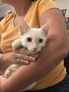 adoptable Cat in , SC named Pelican