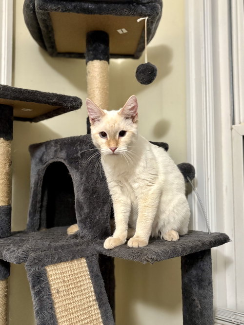 PELICAN - Siamese available for adoption