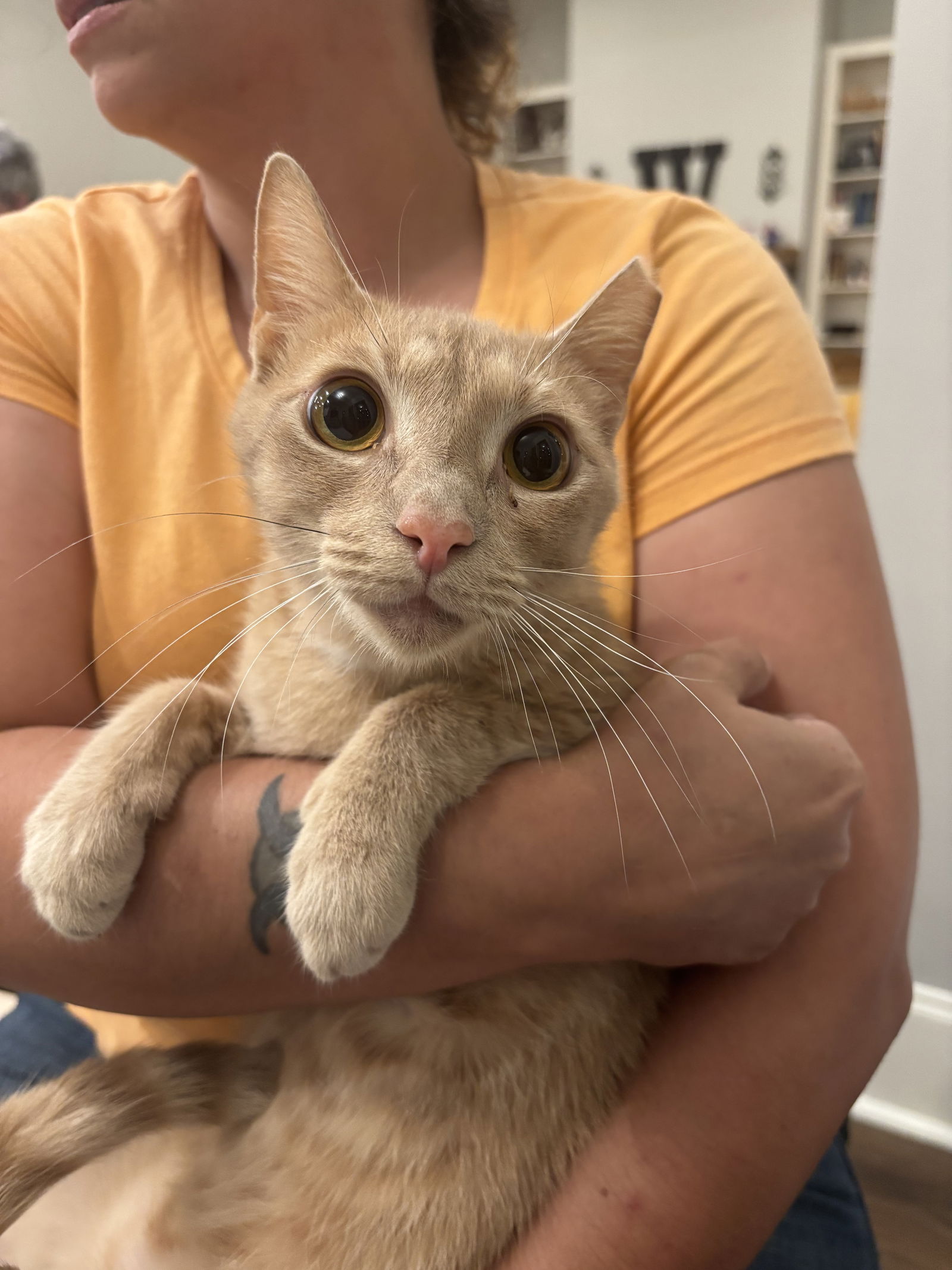 adoptable Cat in Elgin, SC named Jack