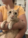 adoptable Cat in , SC named Jack
