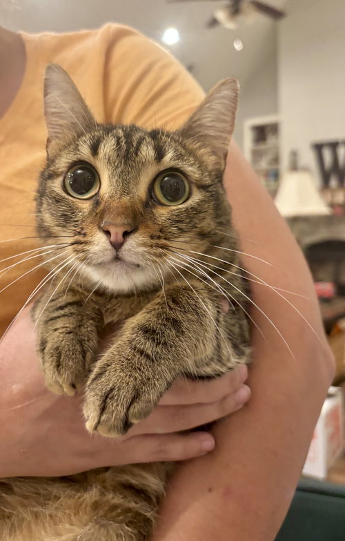 WILDMAN - Domestic Short Hair available for adoption