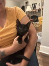 adoptable Cat in , SC named Daisy Jane