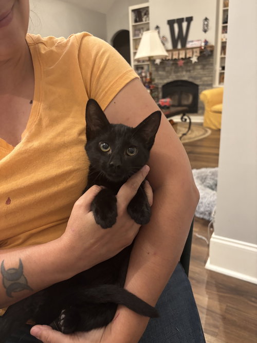 DAISY JANE - Domestic Short Hair available for adoption