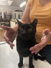 adoptable Cat in  named Devon