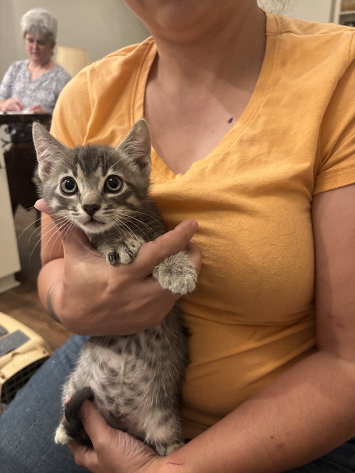 CHRISTIAN - Domestic Short Hair available for adoption