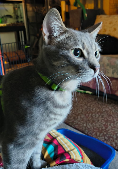 CHRISTIAN - Domestic Short Hair available for adoption
