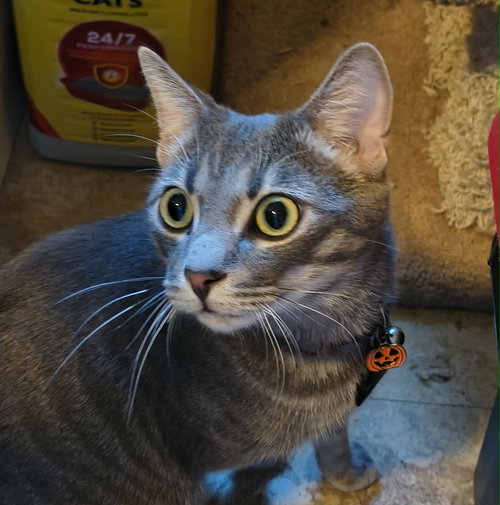 Christian, an adoptable Domestic Short Hair in Camden, SC