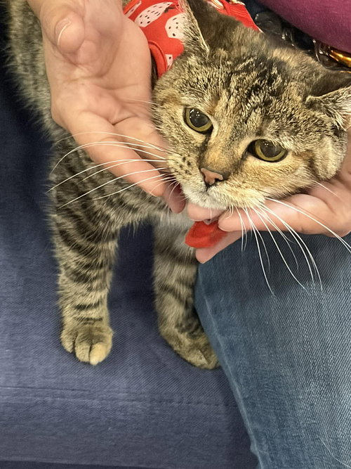 Bebe, an adoptable Manx in Camden, SC