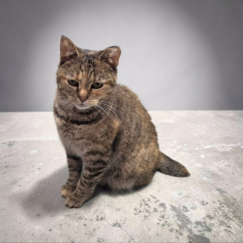 Bebe, Manx, cat for adoption in Rock Hill, South Carolina