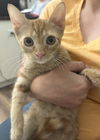 adoptable Cat in , SC named Loophole
