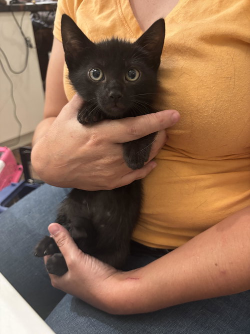 JASPER - Domestic Short Hair available for adoption