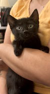 adoptable Cat in Elgin, SC named Chewy (Available for pre-adoption)