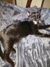Chewy - Photo 2