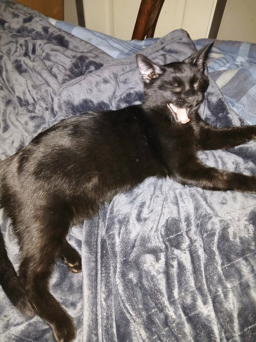CHEWY - Domestic Short Hair available for adoption