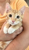adoptable Cat in , SC named Garfield (Available for pre-adoption)