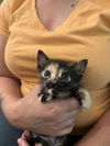 adoptable Cat in , SC named Stella (Available for pre-adoption)