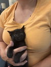 adoptable Cat in elgin, SC named Luna (Available for pre-adoption)
