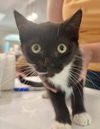 adoptable Cat in  named Poppy (Available for pre-adoption)