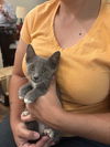 adoptable Cat in  named Loki (Available for pre-adoption)