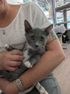 Loki - Photo 2