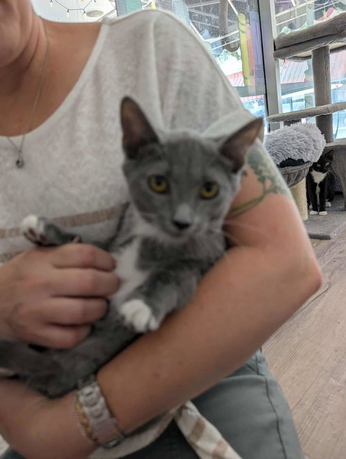LOKI - Domestic Short Hair available for adoption