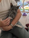 Loki - Photo 1