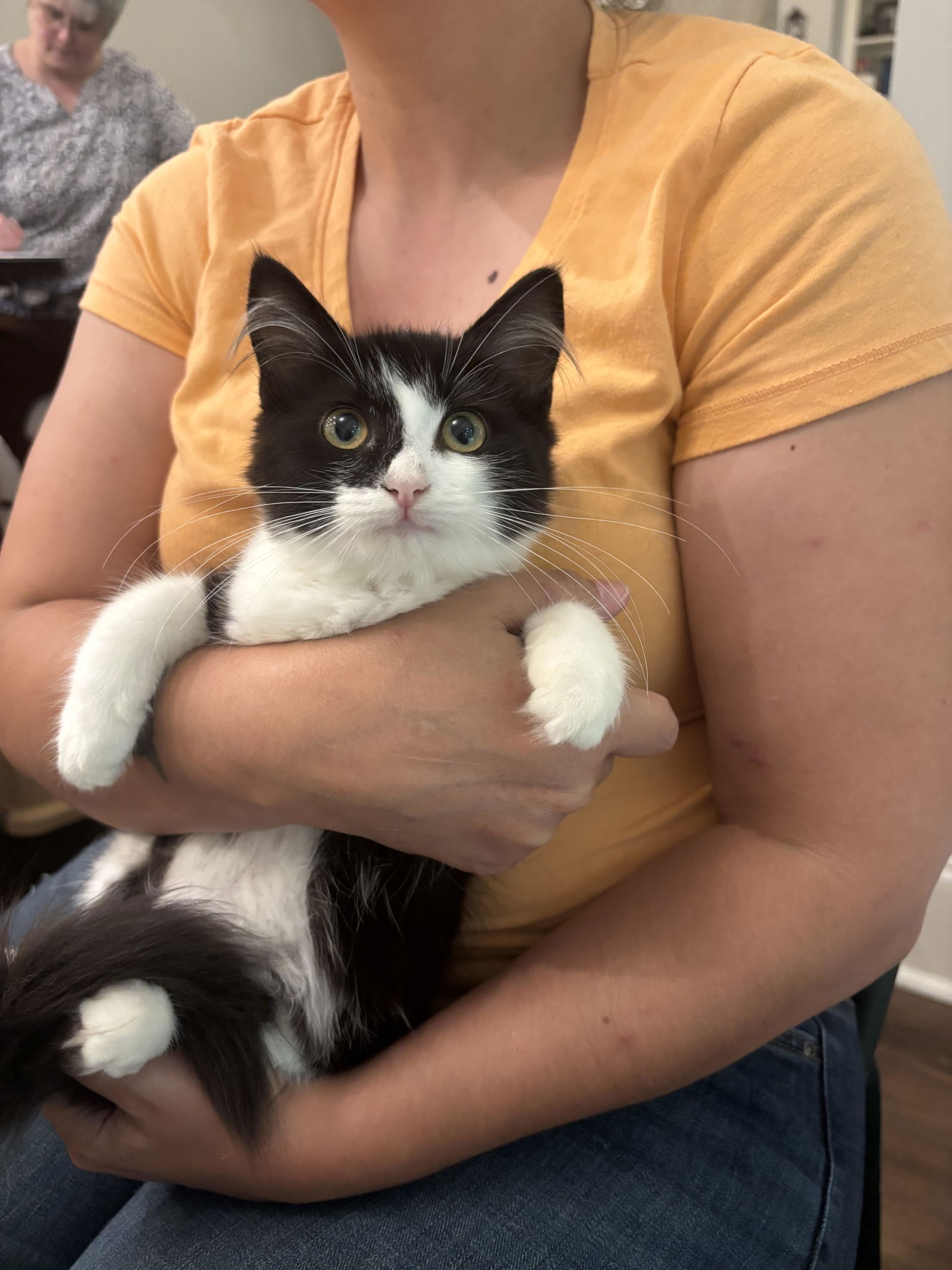 adoptable Cat in Elgin, SC named Ophelia (Available for pre-adoption)
