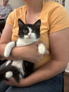 adoptable Cat in  named Ophelia (Available for pre-adoption)