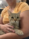 adoptable Cat in  named Breakfast (Available for pre-adoption)