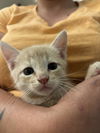 adoptable Cat in  named Purrito (Available for pre-adoption)