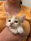 adoptable Cat in  named Blueberry Pancake (Available for pre-adoption)