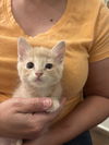 adoptable Cat in  named Hashbrown (Available for pre-adoption)
