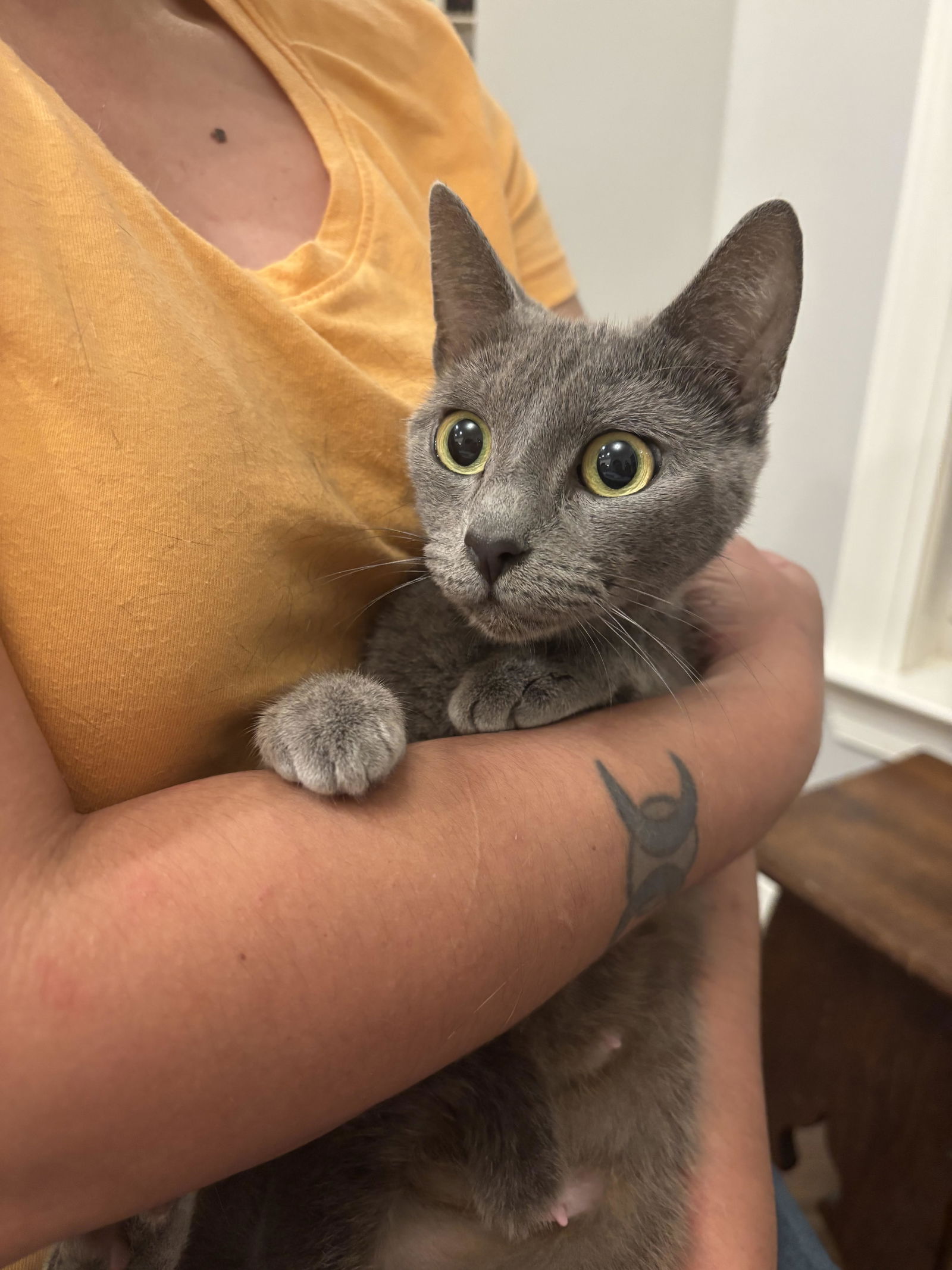 adoptable Cat in Elgin, SC named Bellissima (Available for pre-adoption)
