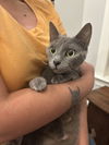 adoptable Cat in elgin, SC named Bellissima (Available for pre-adoption)