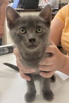 adoptable Cat in elgin, SC named Hemmingway (Available for pre-adoption)