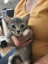 adoptable Cat in elgin, SC named Gabriel (Available for pre-adoption)