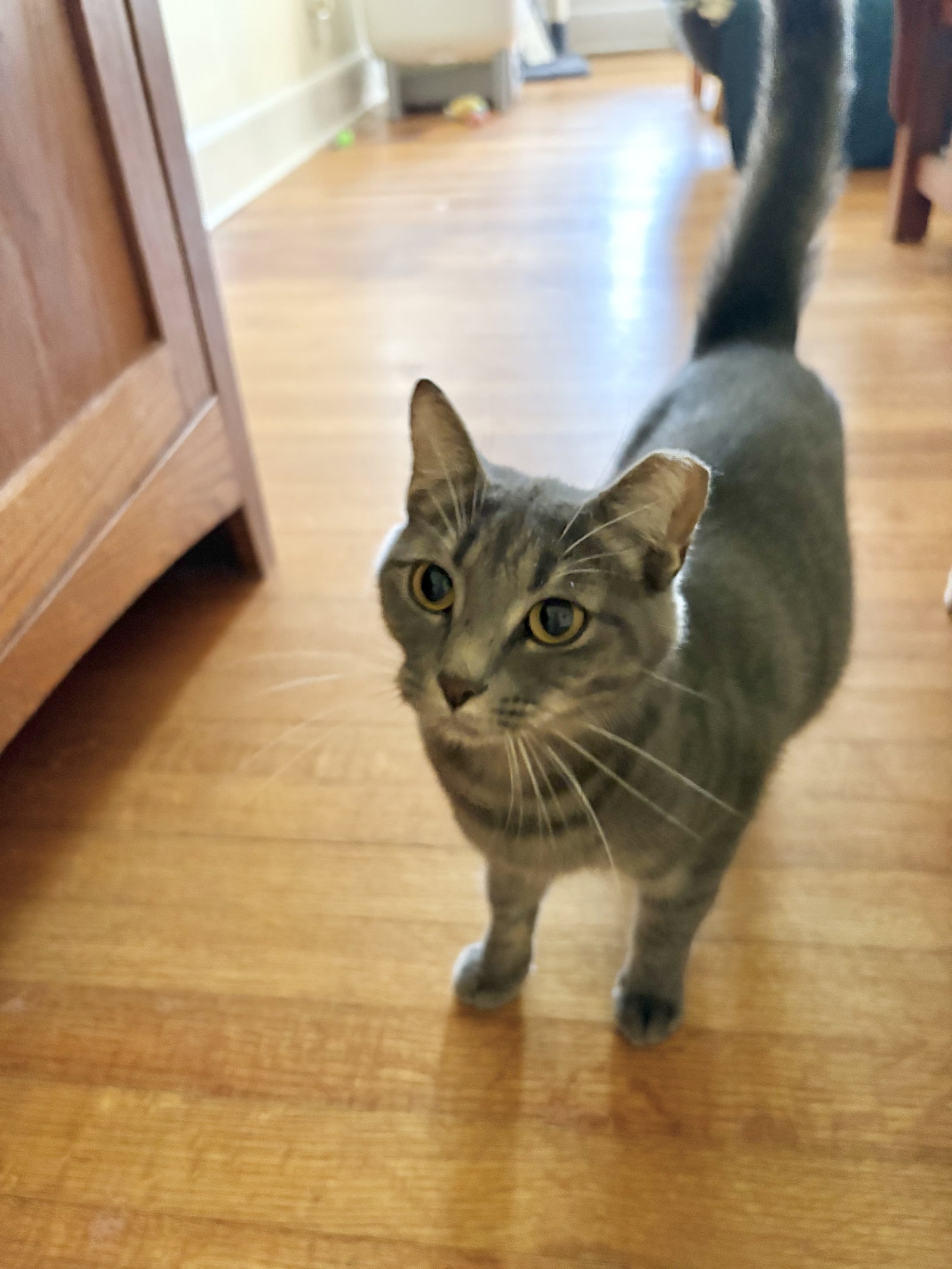 Gracie Image