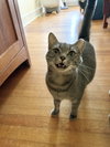 Gracie - Photo 2
