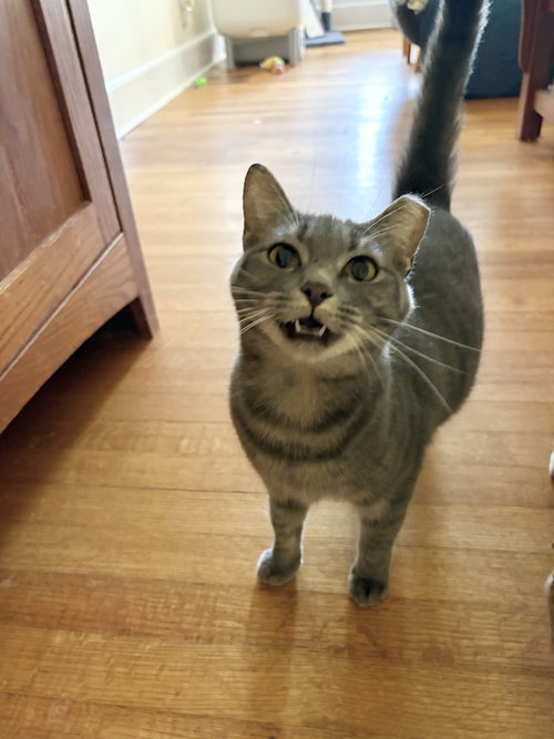 GRACIE - Domestic Short Hair available for adoption